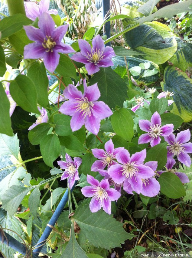 "Дивный сад" или я скучаю по саду, коллекция клематисов