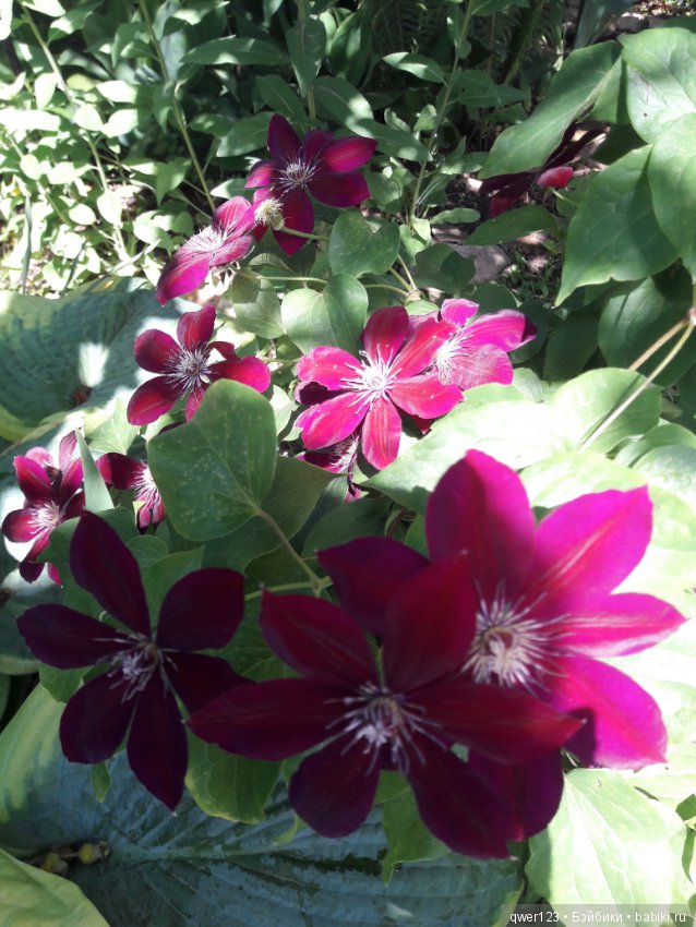 "Дивный сад" или я скучаю по саду, коллекция клематисов (фото 4)