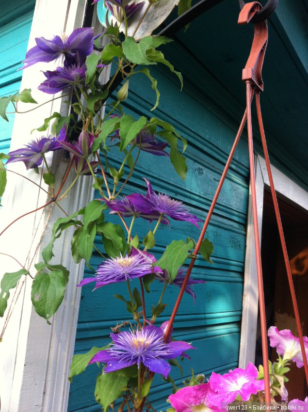 "Дивный сад" или я скучаю по саду, коллекция клематисов
