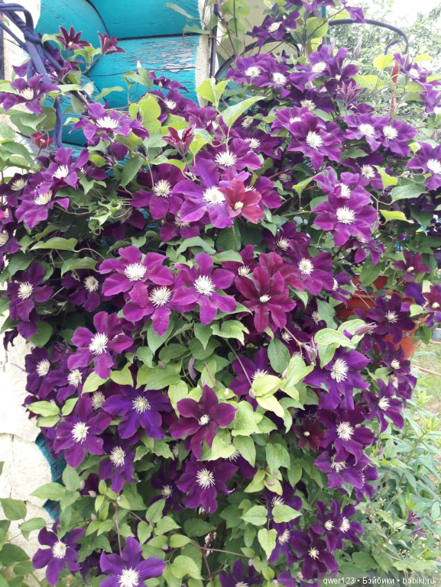 "Дивный сад" или я скучаю по саду, коллекция клематисов (фото 5)
