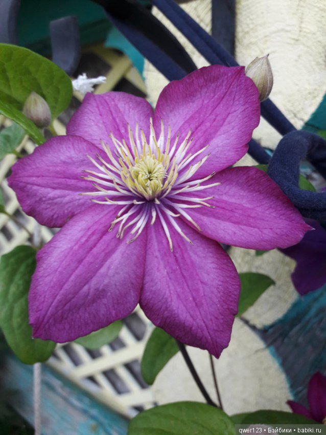 "Дивный сад" или я скучаю по саду, коллекция клематисов (фото 6)
