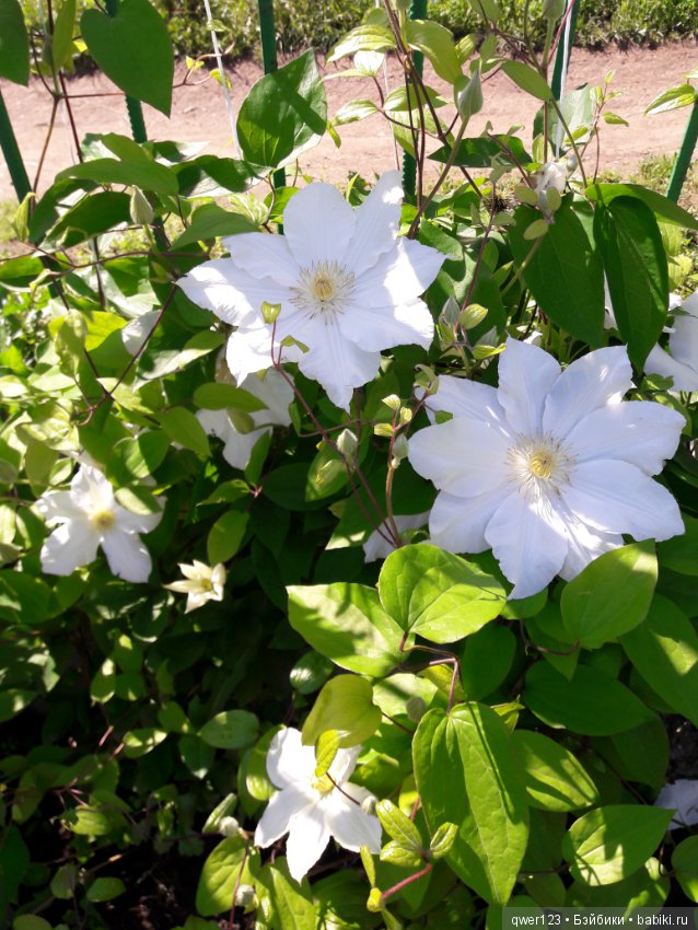 "Дивный сад" или я скучаю по саду, коллекция клематисов (фото 2)