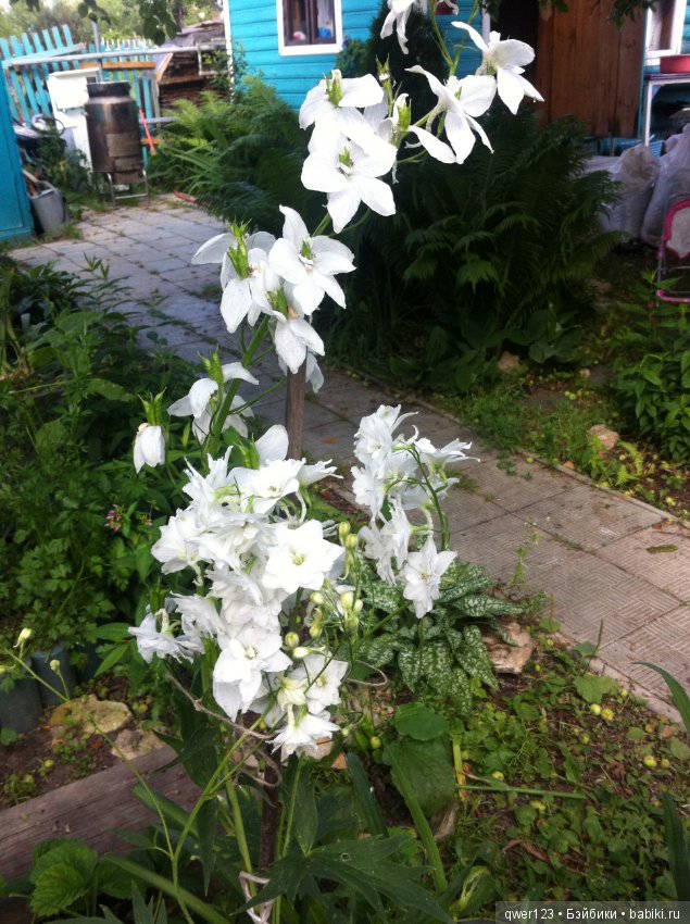 "Дивный сад" или я скучаю по саду (коллекция дельфиниумов)