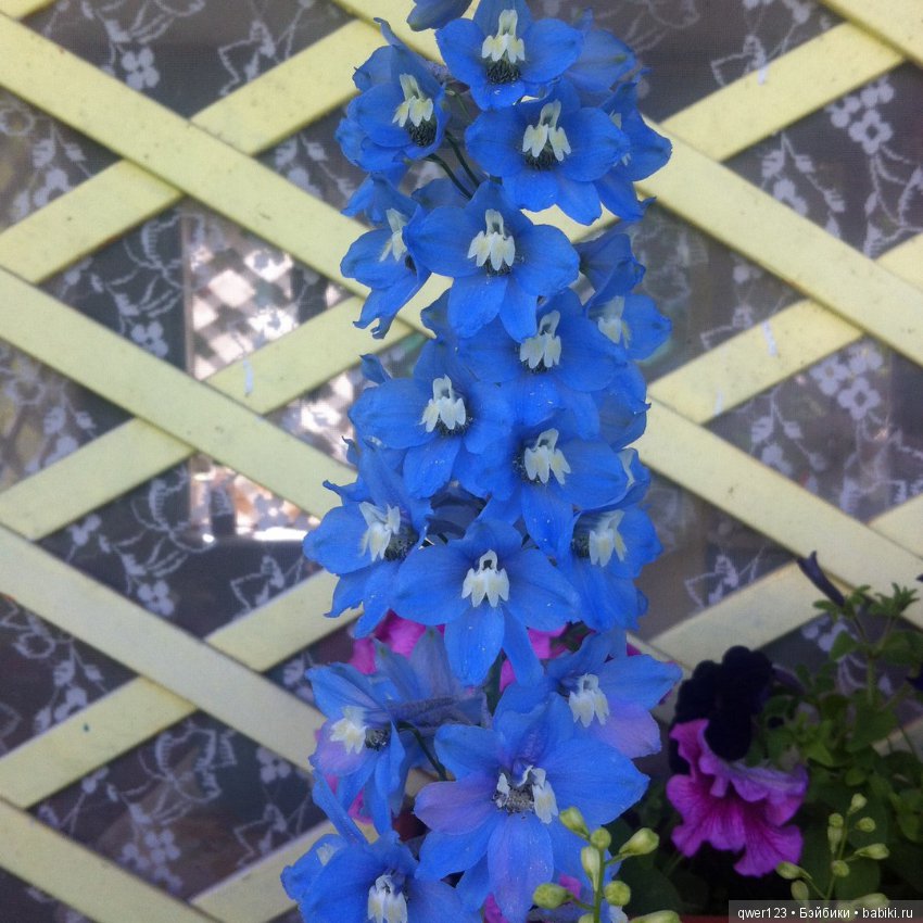 "Дивный сад" или я скучаю по саду (коллекция дельфиниумов)