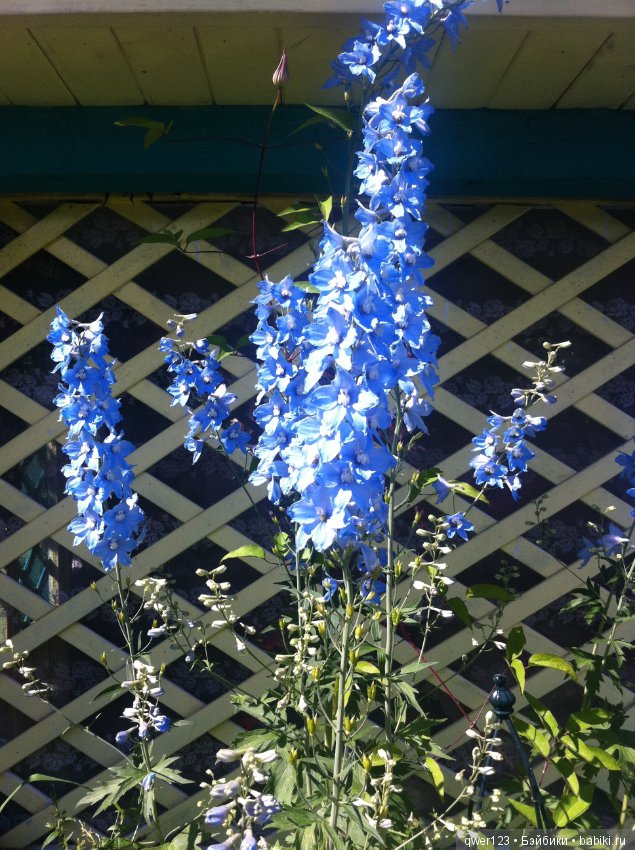 "Дивный сад" или я скучаю по саду (коллекция дельфиниумов)