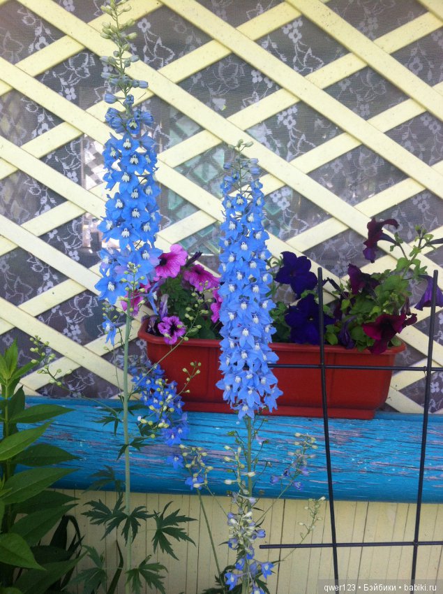 "Дивный сад" или я скучаю по саду (коллекция дельфиниумов)