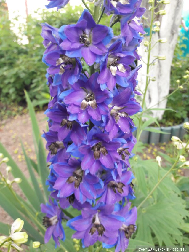 "Дивный сад" или я скучаю по саду (коллекция дельфиниумов)