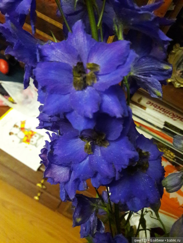 "Дивный сад" или я скучаю по саду (коллекция дельфиниумов) (фото 7)