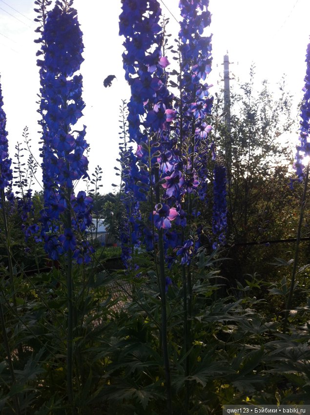"Дивный сад" или я скучаю по саду (коллекция дельфиниумов)