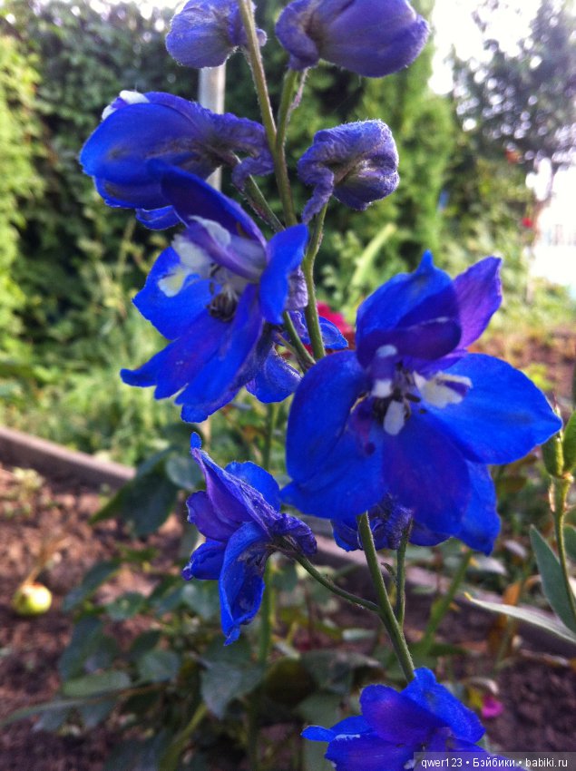 "Дивный сад" или я скучаю по саду (коллекция дельфиниумов)