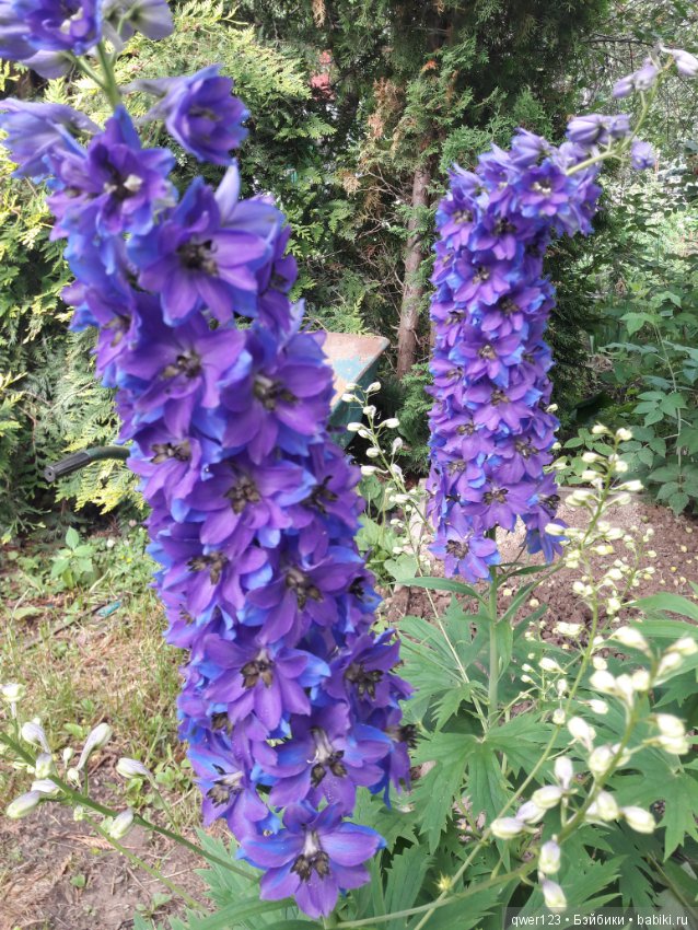 "Дивный сад" или я скучаю по саду (коллекция дельфиниумов) (фото 3)