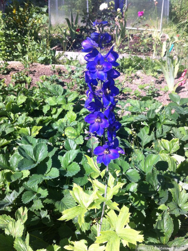"Дивный сад" или я скучаю по саду (коллекция дельфиниумов)