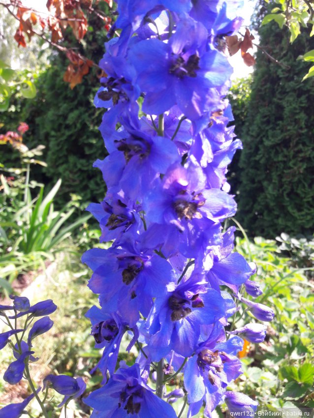 "Дивный сад" или я скучаю по саду (коллекция дельфиниумов) (фото 4)