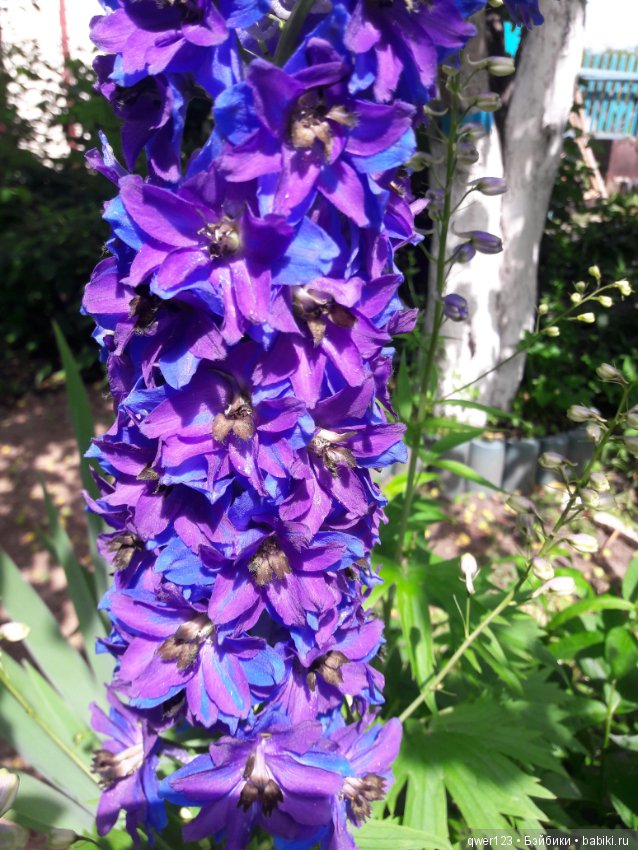 "Дивный сад" или я скучаю по саду (коллекция дельфиниумов) (фото 5)