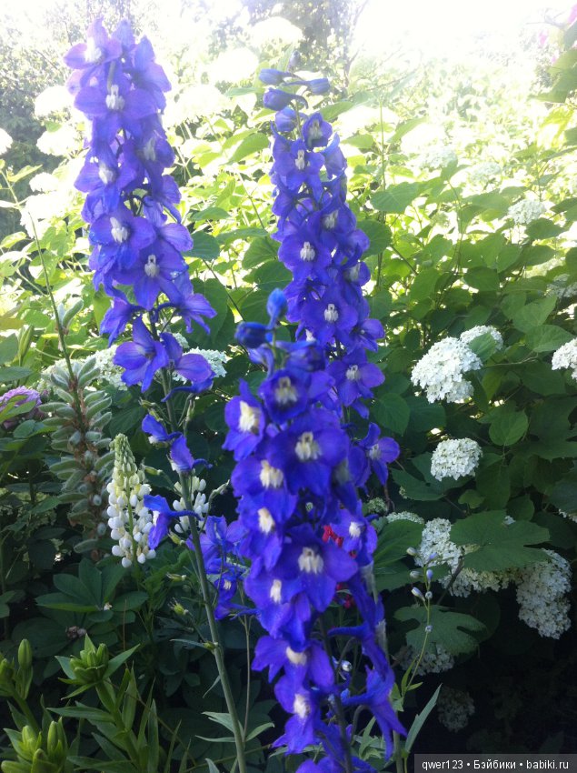 "Дивный сад" или я скучаю по саду (коллекция дельфиниумов)