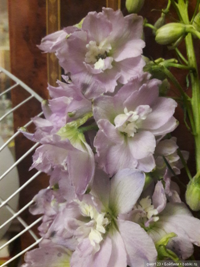 "Дивный сад" или я скучаю по саду (коллекция дельфиниумов) (фото 2)