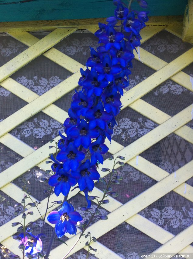 "Дивный сад" или я скучаю по саду (коллекция дельфиниумов)