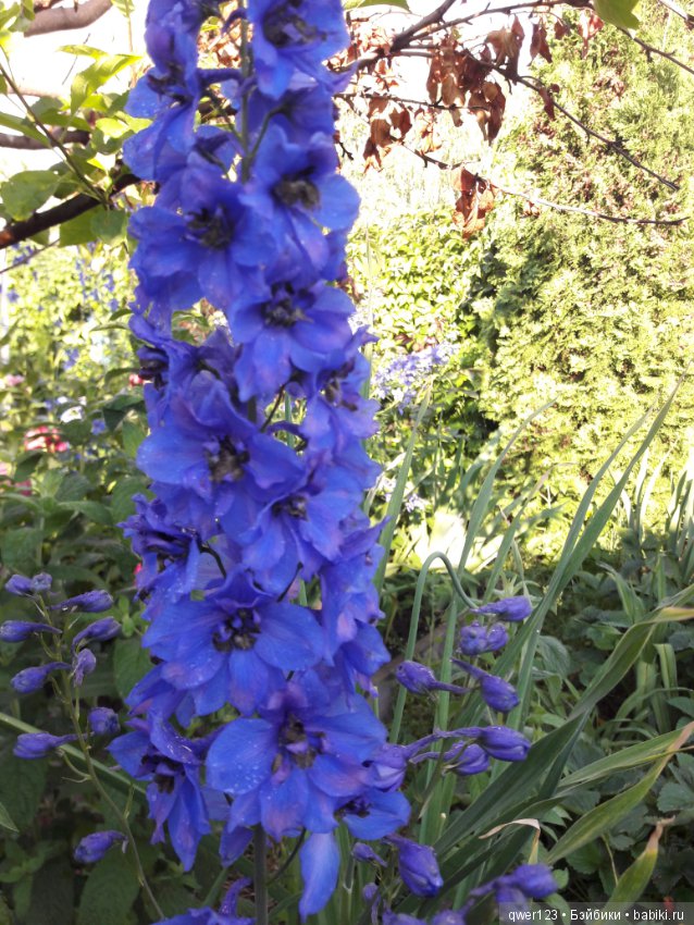 "Дивный сад" или я скучаю по саду (коллекция дельфиниумов)