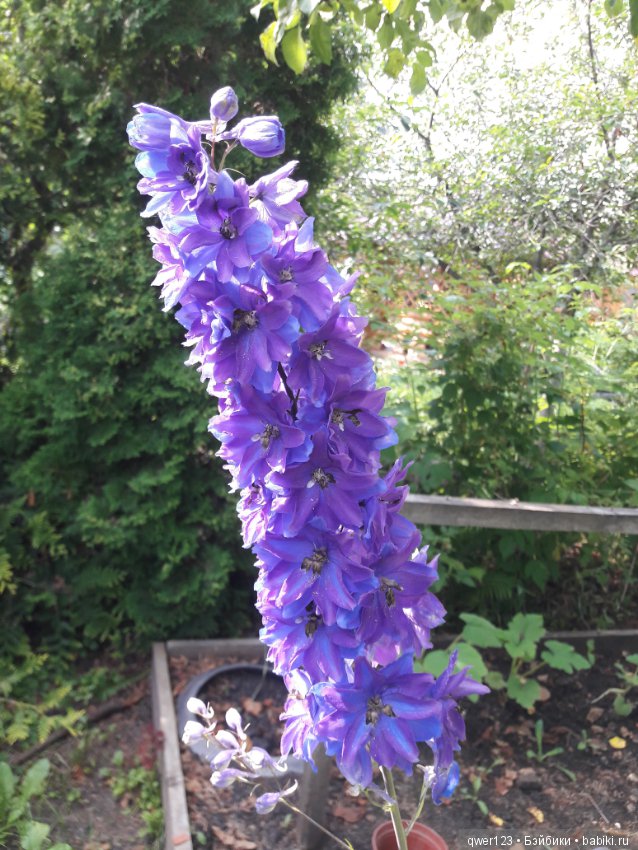 "Дивный сад" или я скучаю по саду (коллекция дельфиниумов)