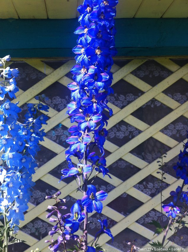 "Дивный сад" или я скучаю по саду (коллекция дельфиниумов)