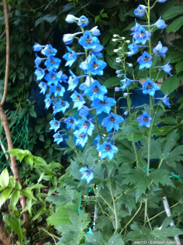 "Дивный сад" или я скучаю по саду (коллекция дельфиниумов) (фото 10)
