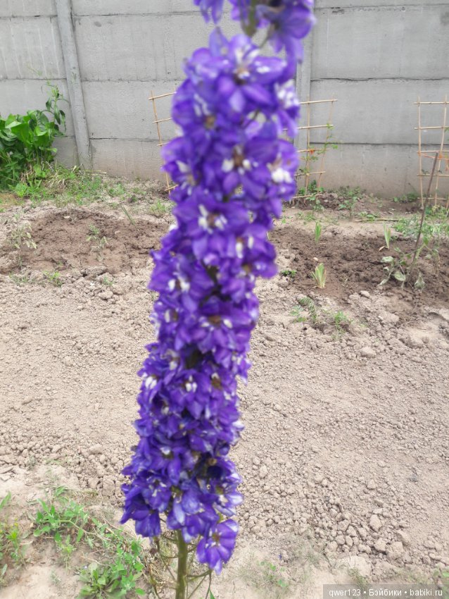 "Дивный сад" или я скучаю по саду (коллекция дельфиниумов) (фото 6)