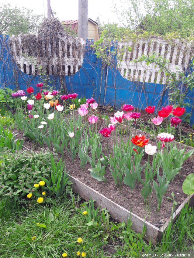 "Дивный сад" или я скучаю по саду, коллекция нарциссов и тюльпанов (фото 7)
