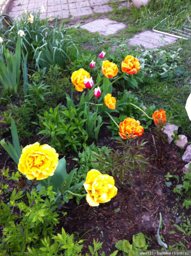 "Дивный сад" или я скучаю по саду, коллекция нарциссов и тюльпанов (фото 10)