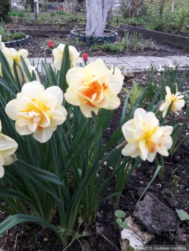 "Дивный сад" или я скучаю по саду, коллекция нарциссов и тюльпанов (фото 8)