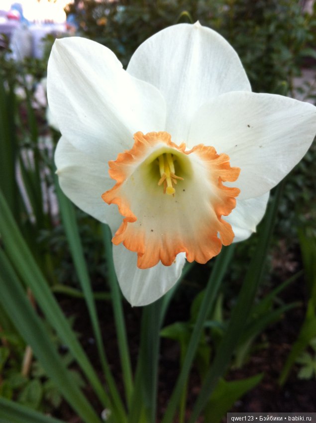 "Дивный сад" или я скучаю по саду, коллекция нарциссов и тюльпанов