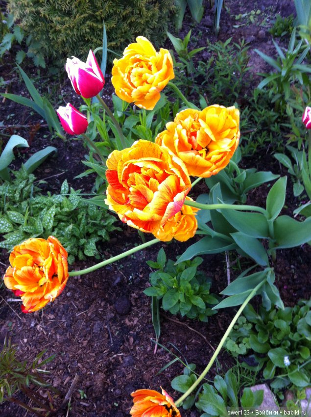 "Дивный сад" или я скучаю по саду, коллекция нарциссов и тюльпанов (фото 9)
