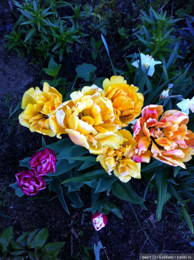 "Дивный сад" или я скучаю по саду, коллекция нарциссов и тюльпанов