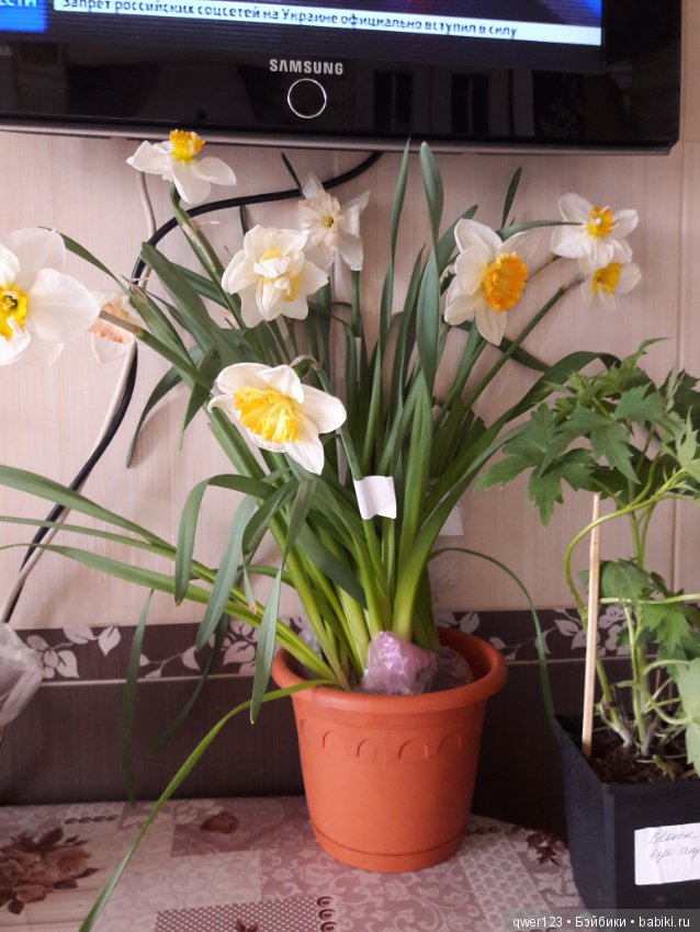 "Дивный сад" или я скучаю по саду, коллекция нарциссов и тюльпанов (фото 6)