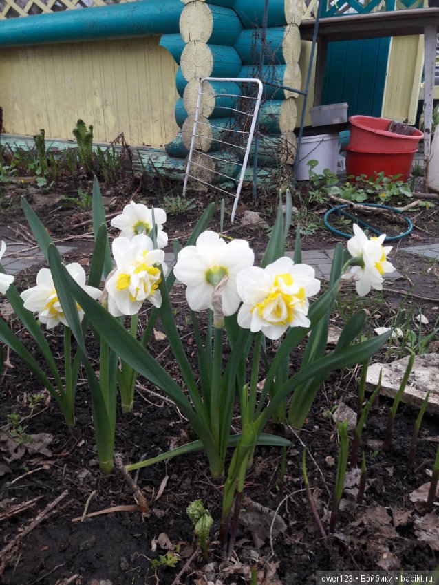 "Дивный сад" или я скучаю по саду, коллекция нарциссов и тюльпанов (фото 5)