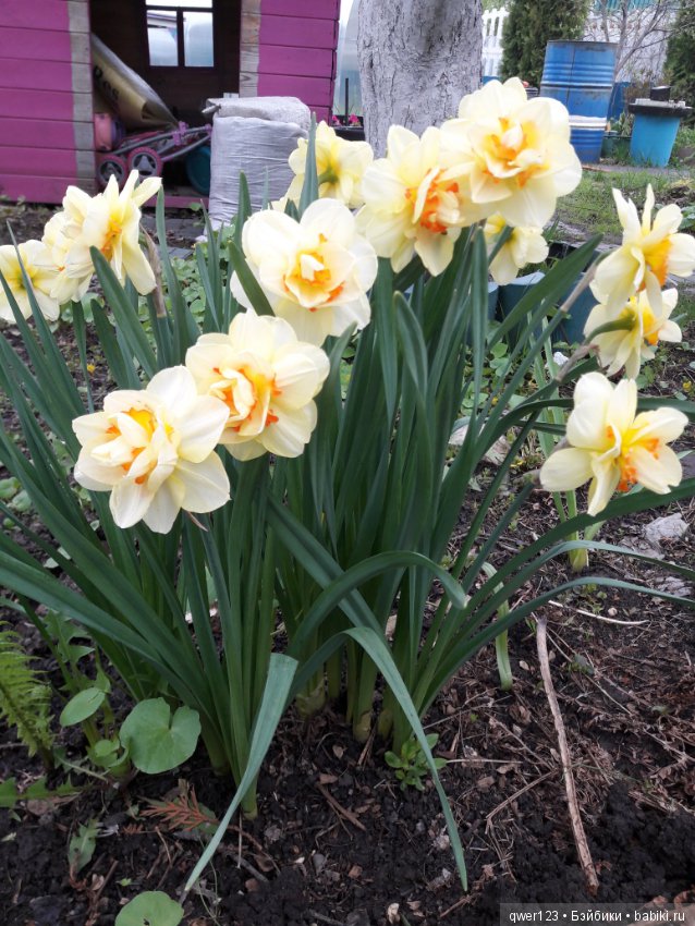 "Дивный сад" или я скучаю по саду, коллекция нарциссов и тюльпанов (фото 2)