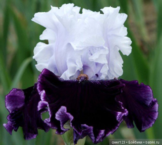 "Дивный сад" или я скучаю по саду, коллекция ирисов 2