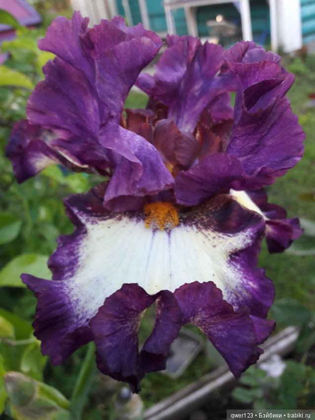 "Дивный сад" или я скучаю по саду, коллекция ирисов 2