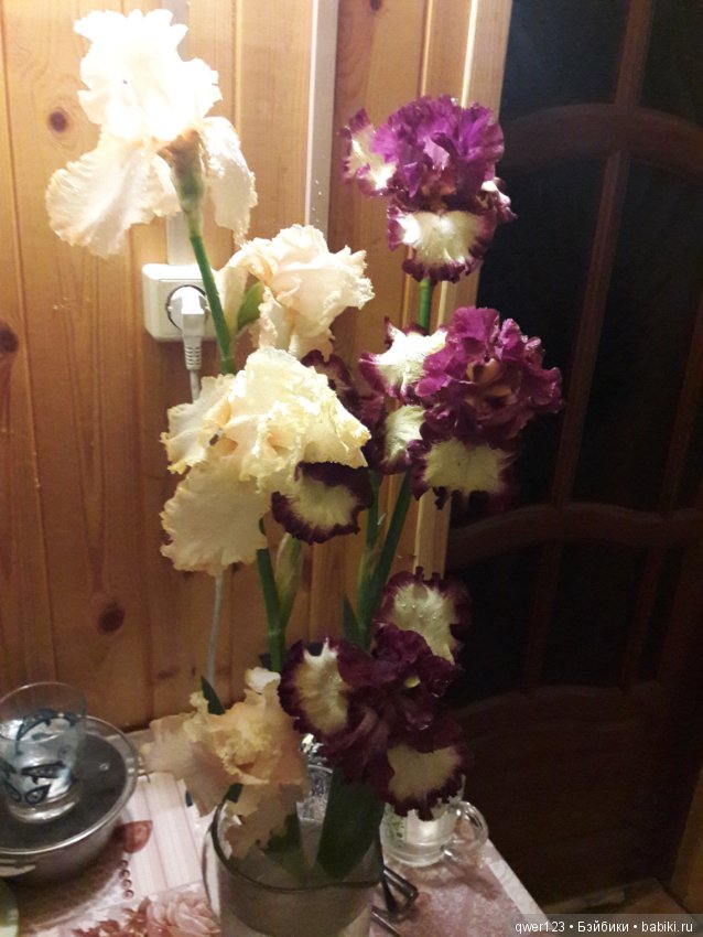 "Дивный сад" или я скучаю по саду, коллекция ирисов 2