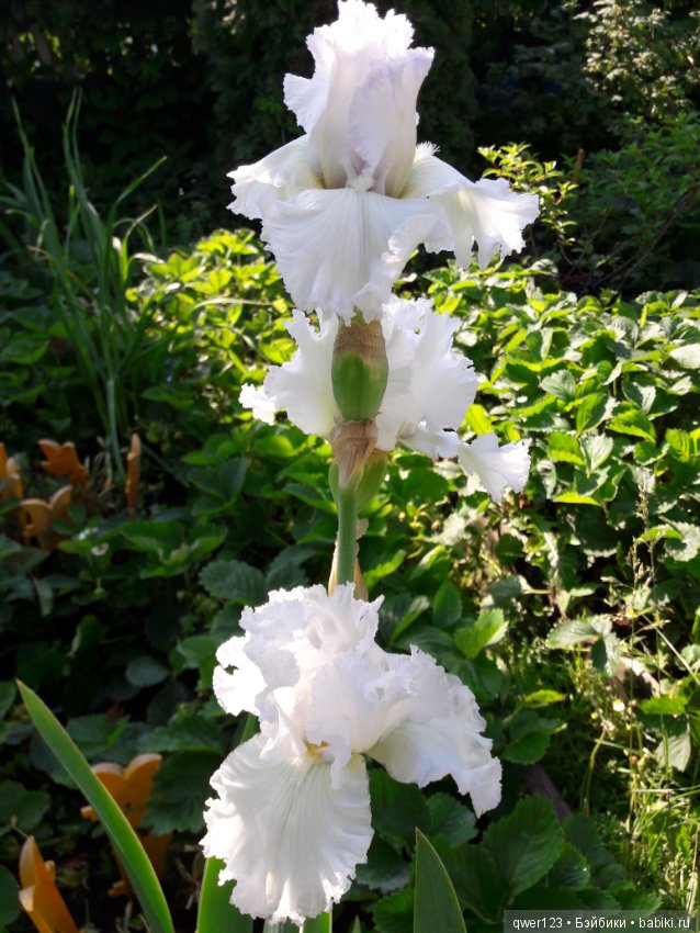 "Дивный сад" или я скучаю по саду, коллекция ирисов 2 (фото 3)