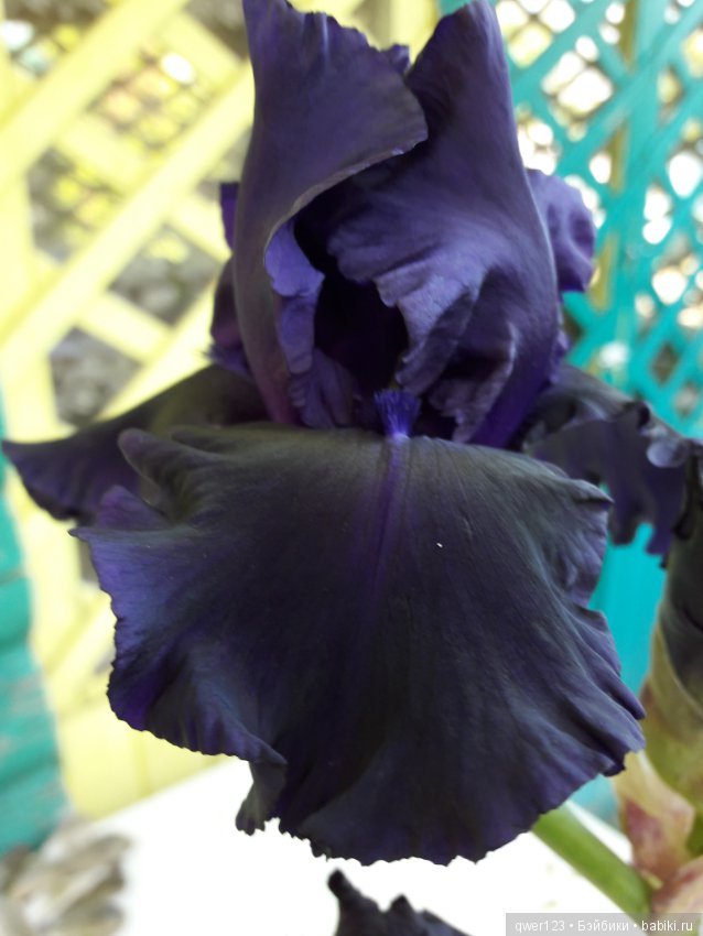 "Дивный сад" или я скучаю по саду, коллекция ирисов 2 (фото 5)