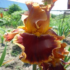 "Дивный сад" или я скучаю по саду, коллекция ирисов 2