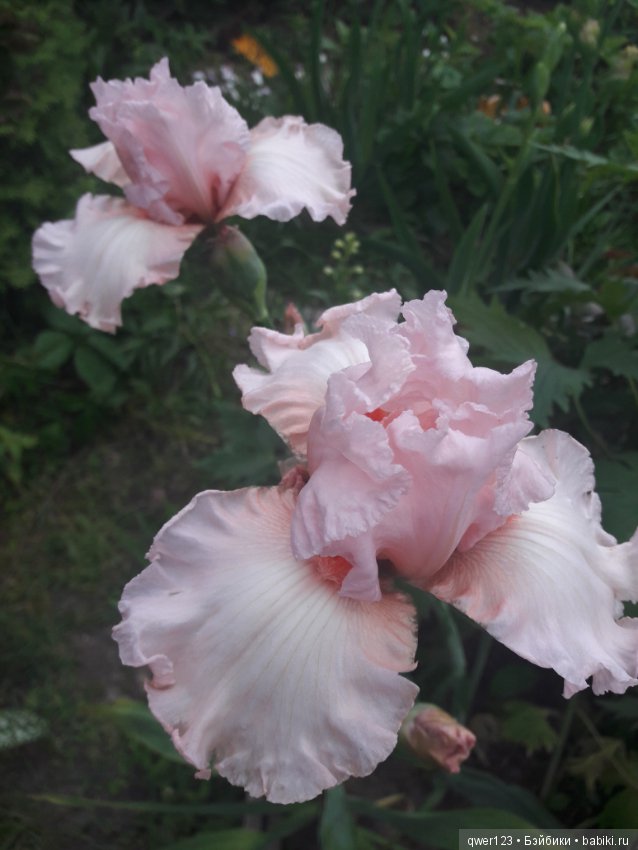"Дивный сад" или я скучаю по саду, коллекция ирисов 2