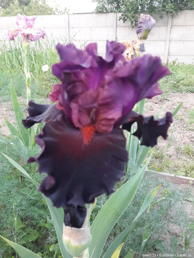 "Дивный сад" или я скучаю по саду, коллекция ирисов 2 (фото 6)