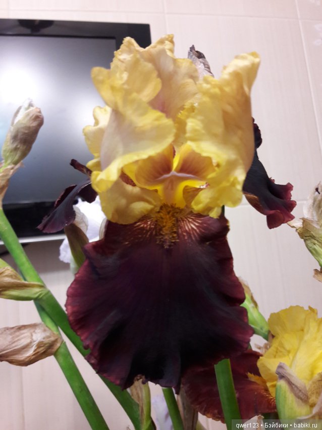 "Дивный сад" или я скучаю по саду, коллекция ирисов 2