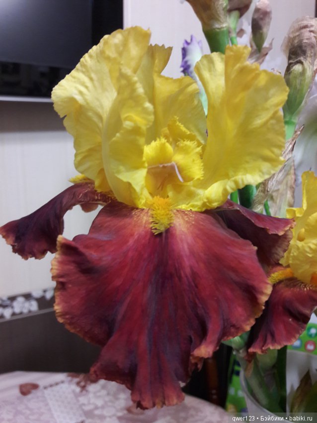 "Дивный сад" или я скучаю по саду, коллекция ирисов 2