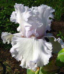 "Дивный сад" или я скучаю по саду, коллекция ирисов 2