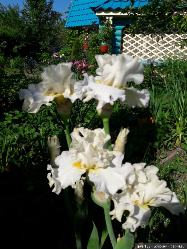 "Дивный сад" или я скучаю по саду, коллекция ирисов 2 (фото 10)