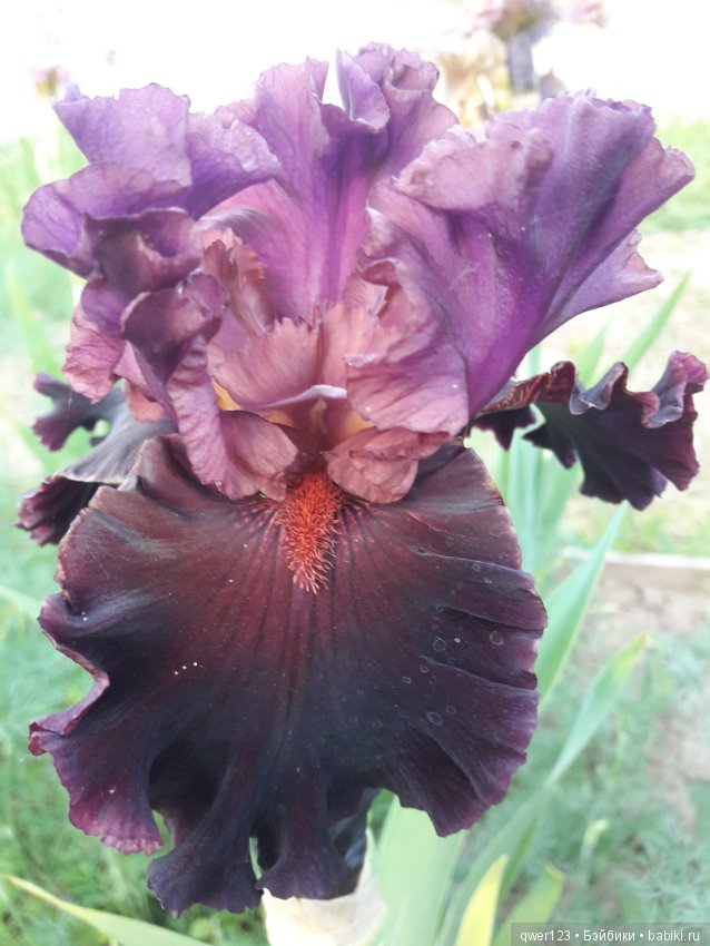 "Дивный сад" или я скучаю по саду, коллекция ирисов 2