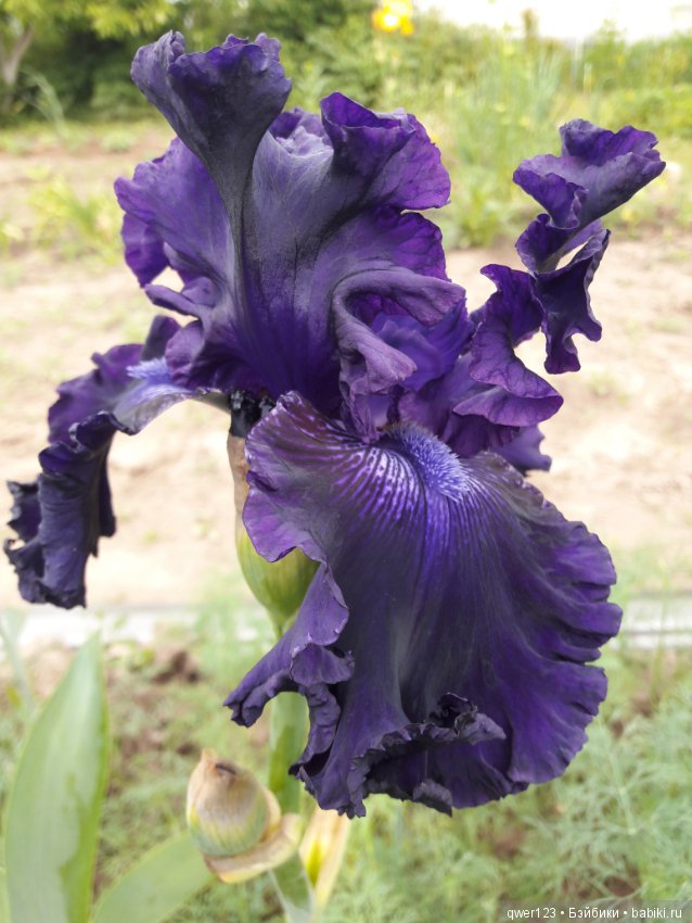 "Дивный сад" или я скучаю по саду, коллекция ирисов 2