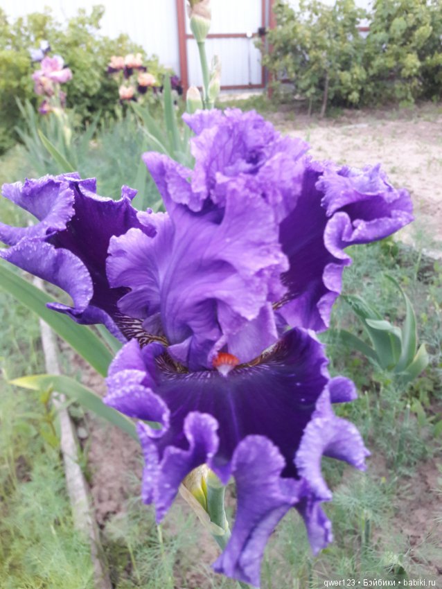 "Дивный сад" или я скучаю по саду, коллекция ирисов 2 (фото 4)